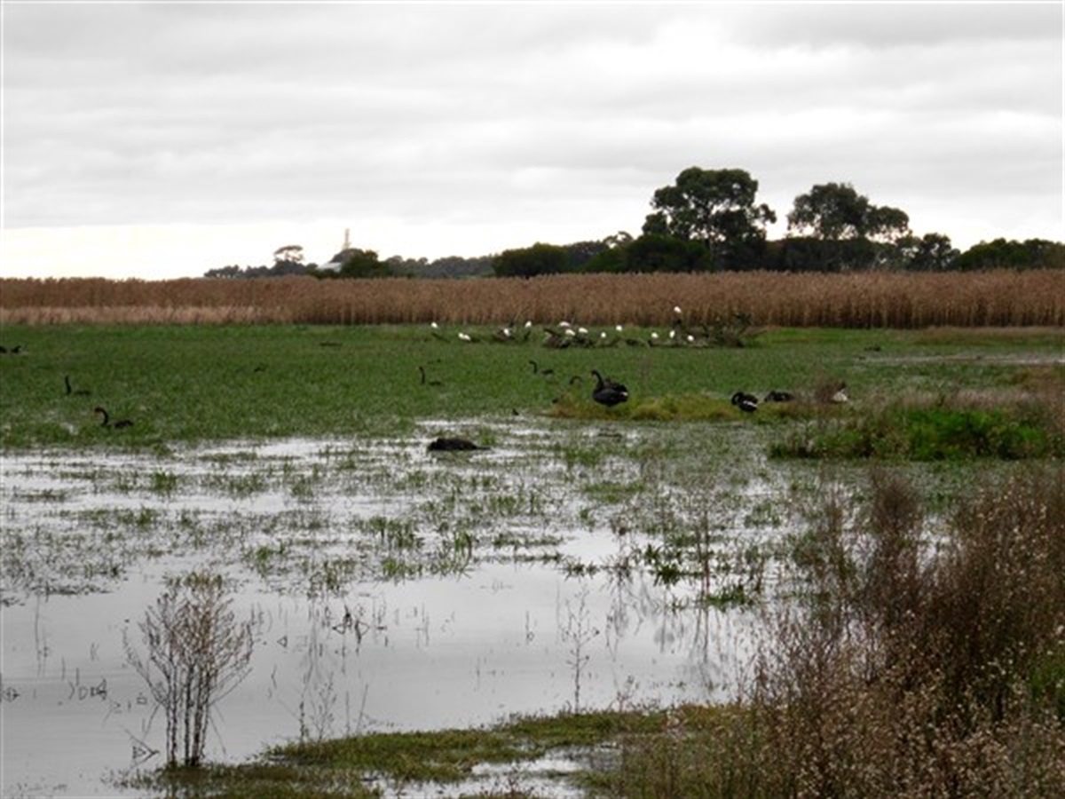 Colac Bird Reserve - Colac Otway Shire