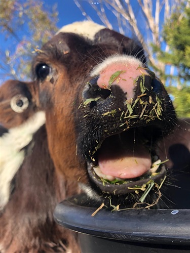 1. Grazing Times, Ashlyn Murnane 13-18 Category