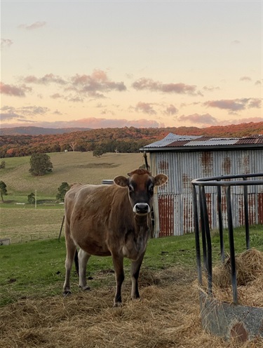 15. “The Otway's rolling hills meet the rhythm of farm life.