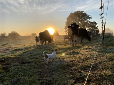 17. Foggy Farm Morning, Piper Ferlazzo 13-18 Category