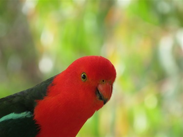 23. King Parrot, Lily Newton 13-18 Category