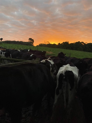 26. Farm Life, Bryce Ferrari 13-18 Category