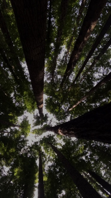 29. Redgums, Regan Norman 13-18 Category