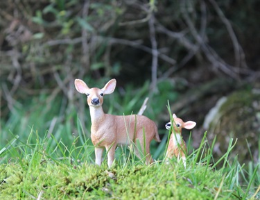 30. Two Deers, Jessica Black 13-18 Category