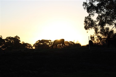 31. Steer in the Sunset, Jessica Black 13-18 Category