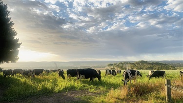 32. Cows Grazing, Liam Bell 13-18 Category