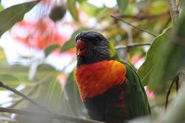 37. Rainbow Lorikeet 1, Lachlan Stoddart 19-25 Category