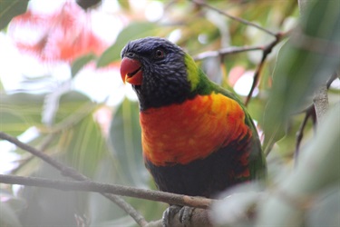 38. Rainbow Lorikeet 2, Lachlan Stoddart 19-25 Category