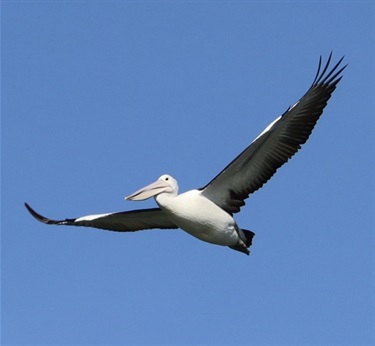 42. Colac Lake Pelican, Chelsea Peschel 19-25 Category