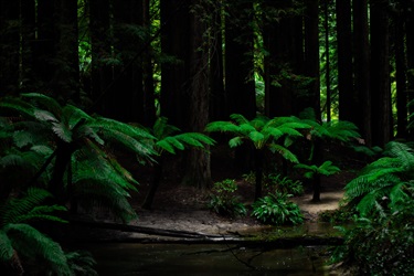 9. Exploring the Otway Redwoods, Clint Gibbs 13-18 Category