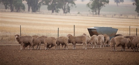 1200x566.sheep.yard.jpg