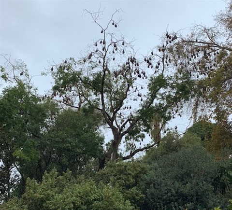 Bats in Colac Botanic Garden.jpg