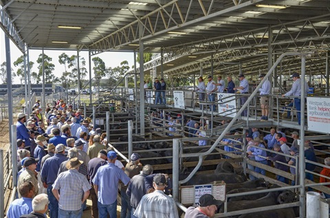 2023 Annual Report - 20210107 Colac Saleyards Weiner Sale (saleyard preferred pic).jpg