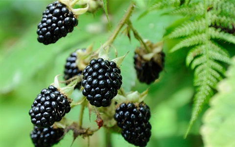 blackberries.jpg